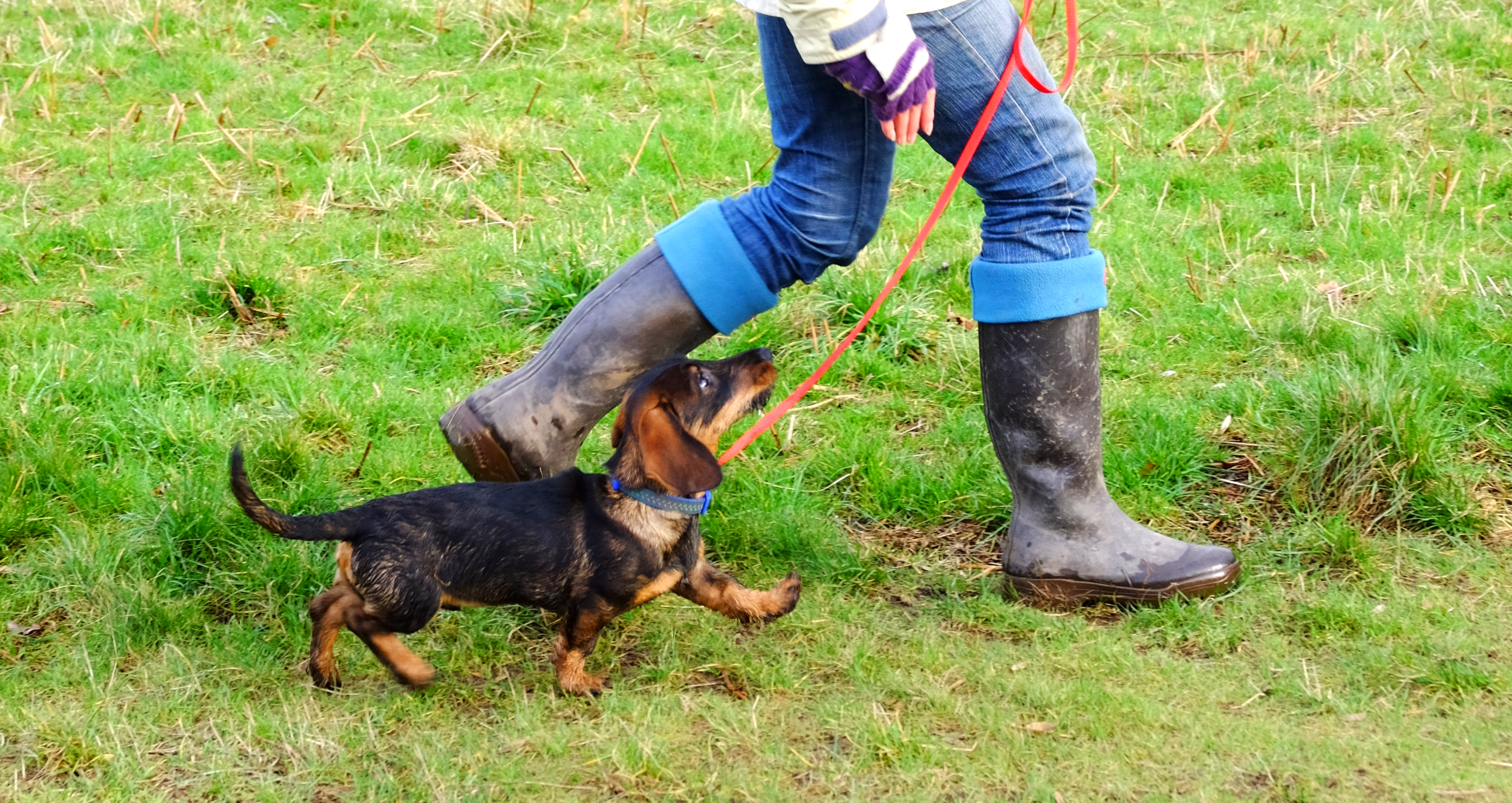 Loose lead dog training 2025